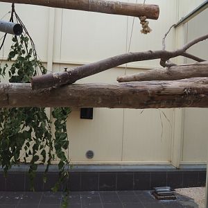 Indoor housing Blue-and-gold macaws, 2023-07-18