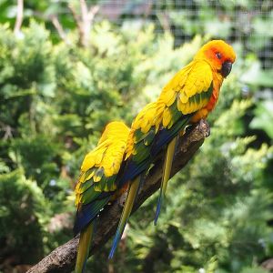 Sun conures (Aratinga solstitialis), 2023-07-18