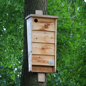 Bat box, 2023-07-18