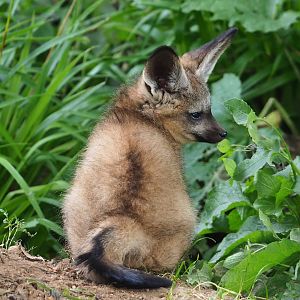 Young South African bat-eared fox (Otocyon megalotis megalotis), 2023-07-18