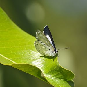 Glistening Pencil-Blue, Eirmocides absimilis