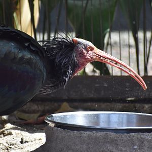 Northern Bald Ibis