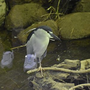 Black Crowned Night Heron
