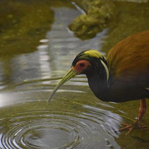 Madagascar Crested Ibis