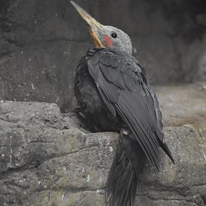 Great Slaty Woodpecker