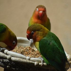 Fischer's Lovebird