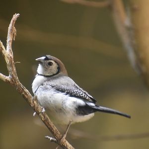 Double Barred Finch