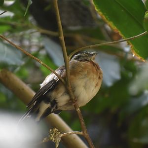 Long Tailed Paradise Whydah