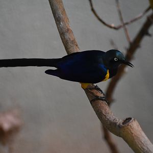 Golden Breasted Starling