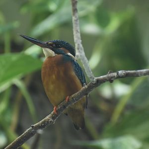 Common Kingfisher