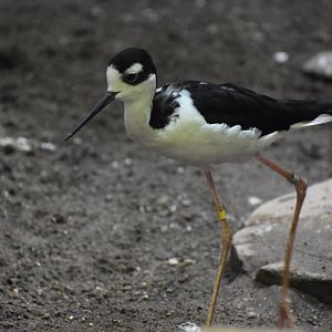 Black Necked Stilt