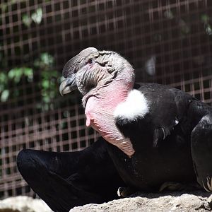 Andean Condor