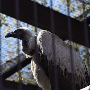 White Backed Vulture