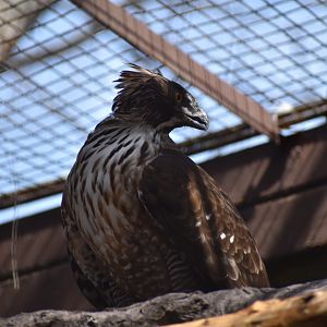 Japanese Hawk Eagle