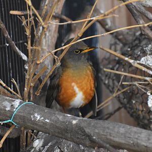 Brown Headed Thrush