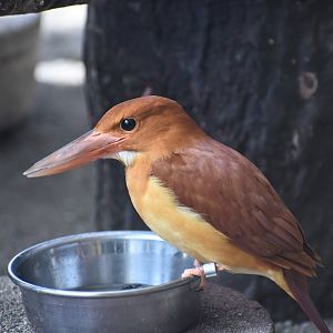 Ruddy Kingfisher