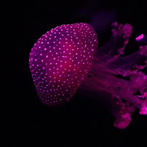 Phyllorhiza punctata