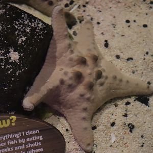 Chocolate Chip Sea Star
