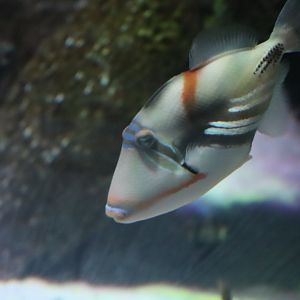 White-banded Triggerfish