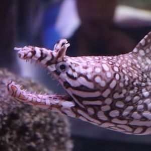 Leopard Moray