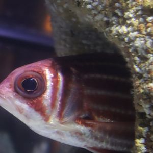 Reef Squirrelfish