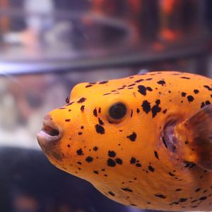 Blackspotted Puffer