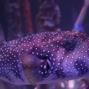 White-spotted Puffer