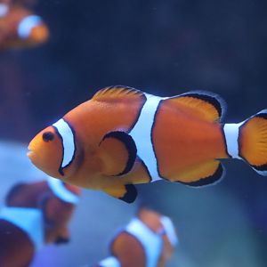 Ocellaris Clownfish