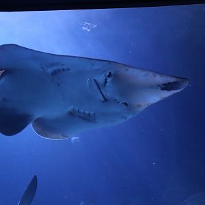 Blackchin Guitarfish