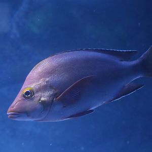 Humpback Red Snapper