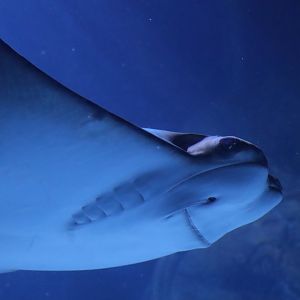 Cownose Ray