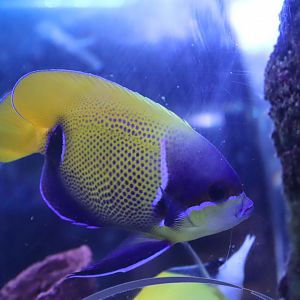 Bluegirdle Angelfish