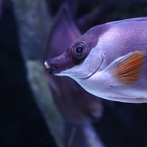 Magnificent Rabbitfish