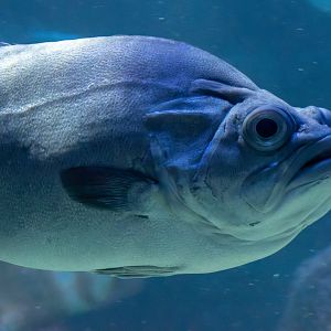 Fish ID - Sea Life Berlin