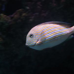 Clown Surgeonfish