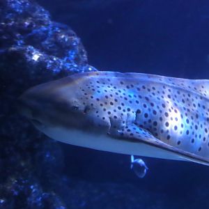 Zebra Shark