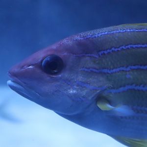 Common Bluestripe Snapper