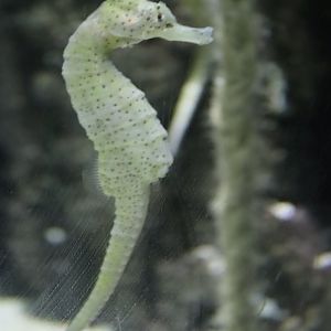 Long-snouted Seahorse