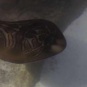 Southern Fiddler Ray