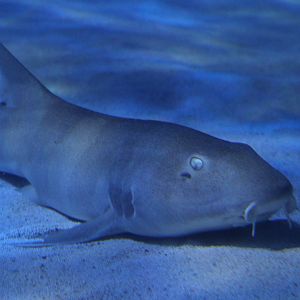 Brown-banded Bamboo Shark
