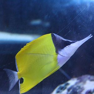 Yellow Longnose Butterflyfish