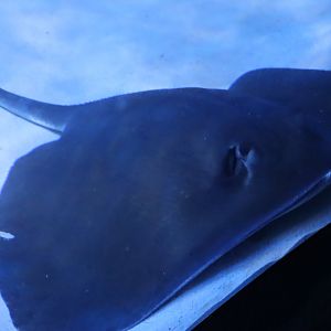 Southern Stingray