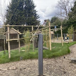 Pygmy marmoset enclosure
