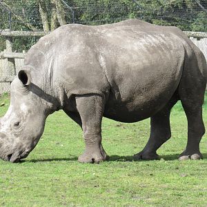 Southern white rhinoceros