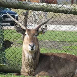 Ellipsen waterbuck