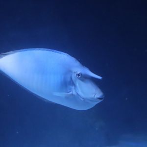 Unicornfish ID