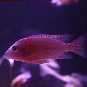 Cichlid ID