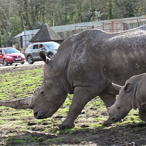 Southern white rhinoceros - Keyah and Malaika