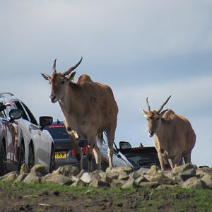 Common eland