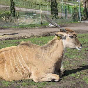 Common eland